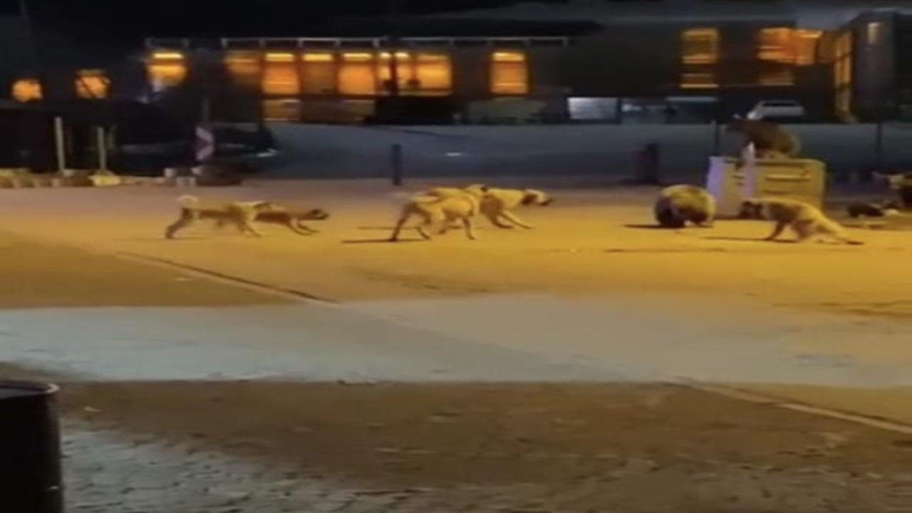 Yemek aramaya inen ayılara köpekler saldırdı