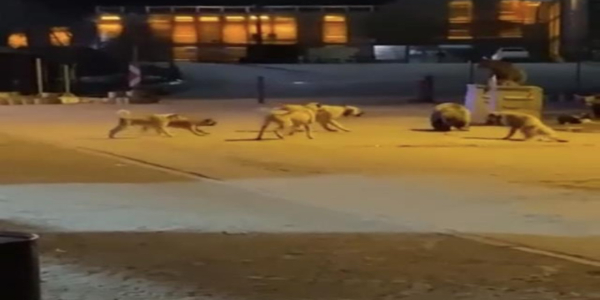Yemek aramaya inen ayılara köpekler saldırdı