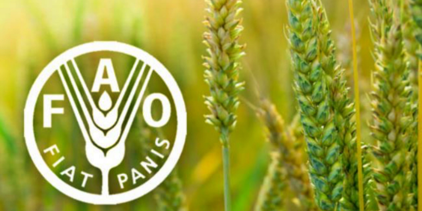 FAO: Gıdada sürdürülebilirlik için özel sektörle diyalog çok önemli!