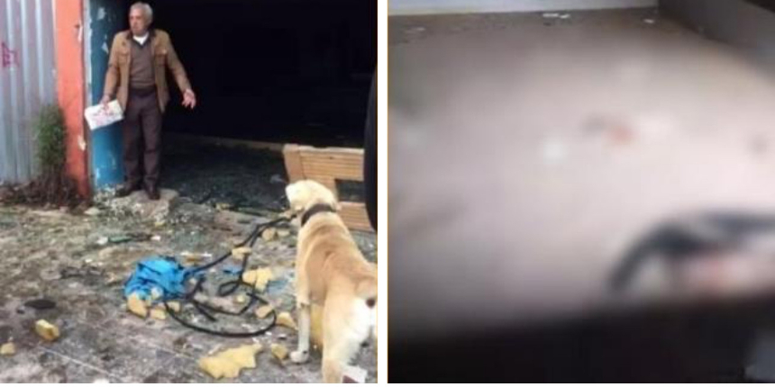 Şile'de ölüm tuzağı: Suya gömülmüş çok sayıda köpek ve kedi ölüsü bulundu!