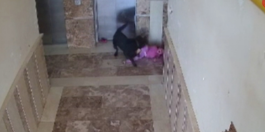 Binaya koşarak girdi, oyun oynayan 5 yaşındaki Elvin'i parçalamaya çalıştı