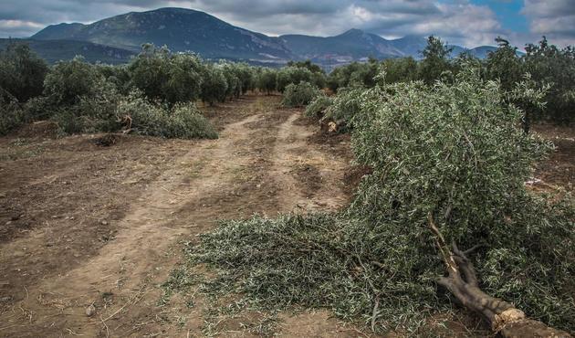 Yeni zeytin yasasına tepkiler çığ gibi! Zeytinyağı Tanıtım Grubu Başkanı Mehmet Semerci SuperHaber'e konuştu