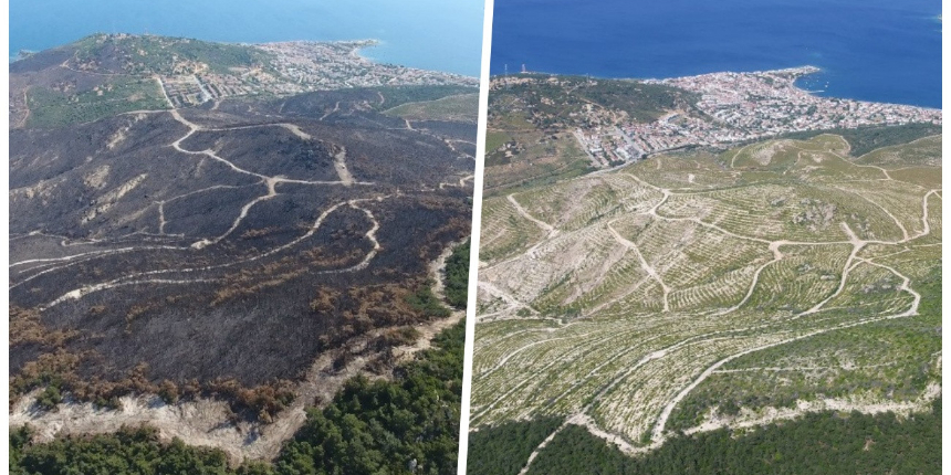 Orman Genel Müdürlüğü son halini paylaştı... Yanan ormanlar yeniden yeşerdi