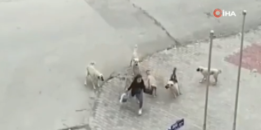 Ankara’da 8 başıboş köpek yolda yürüyen genç kıza saldırdı!