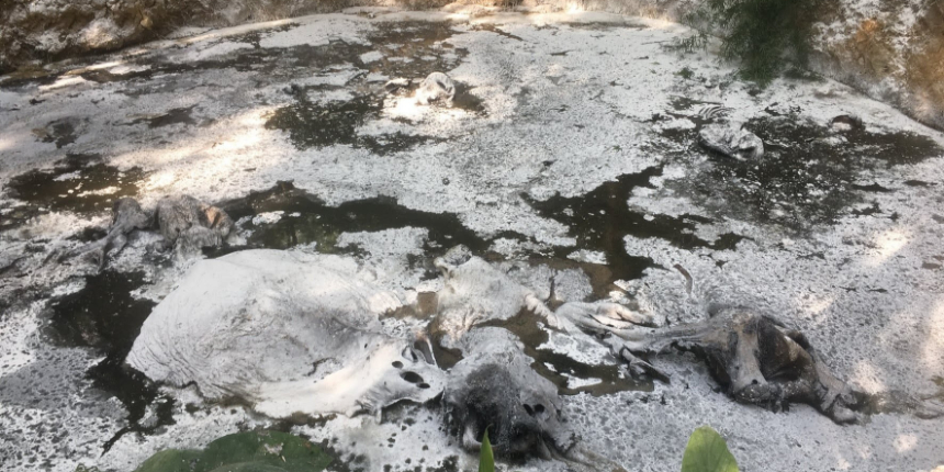 Korkunç bulgu: Filleri ile meşhur ulusal parkta 10 fil ölü bulundu!
