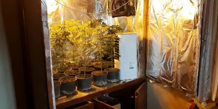 Gardırobunu kenevir bahçesine dönüştürmüş!