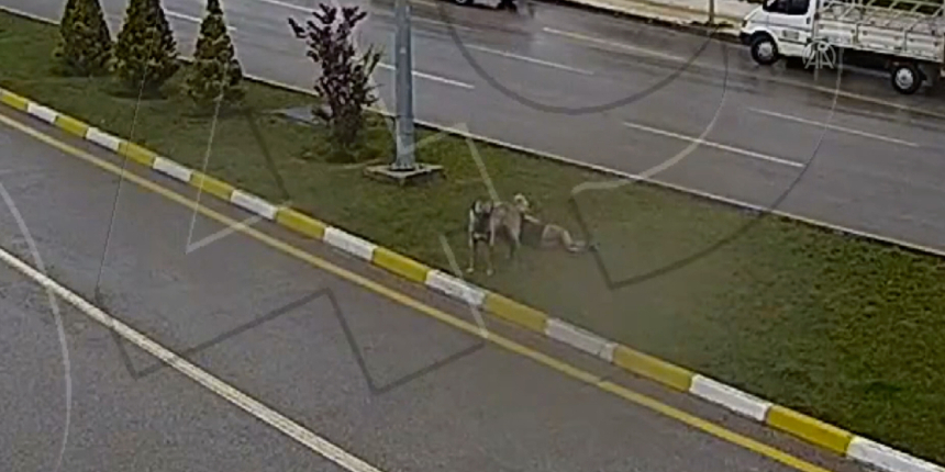 Sahipsiz köpekten kaçan çocuk feci şekilde düşerek ağır yaralandı! O anlar kamerada