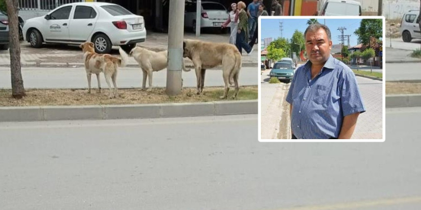 Köpeklerden kaçarken düşerek ağır yaralanmıştı! Hayatını kaybetti