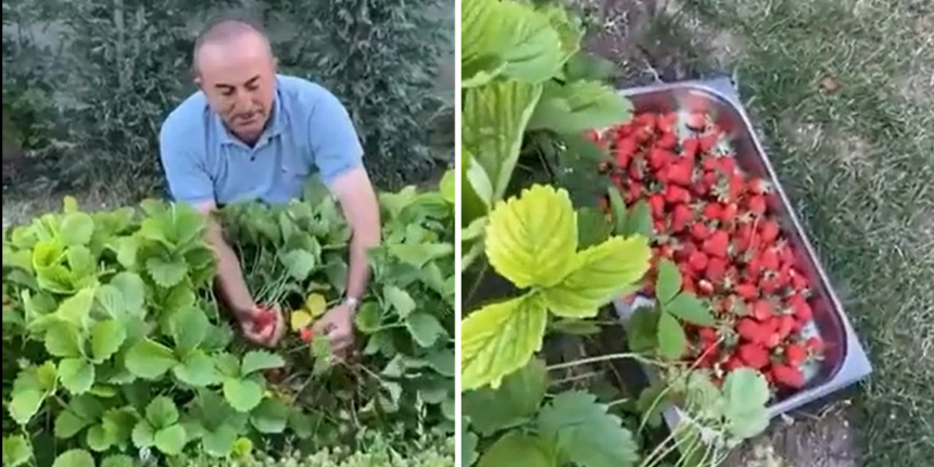 Bakan Çavuşoğlu, çilek topladığı anları paylaşarak çiftçilerin gününü kutladı!