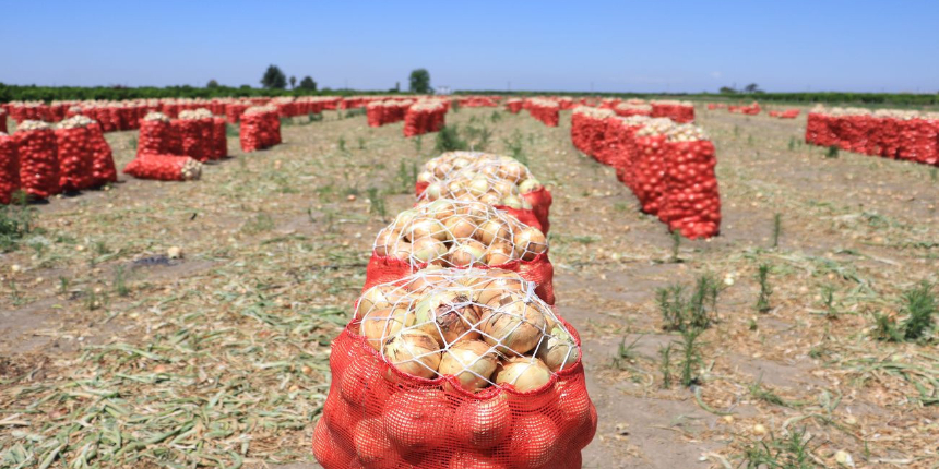 Hasadı başladı, kilosu 3 lira 50 kuruş