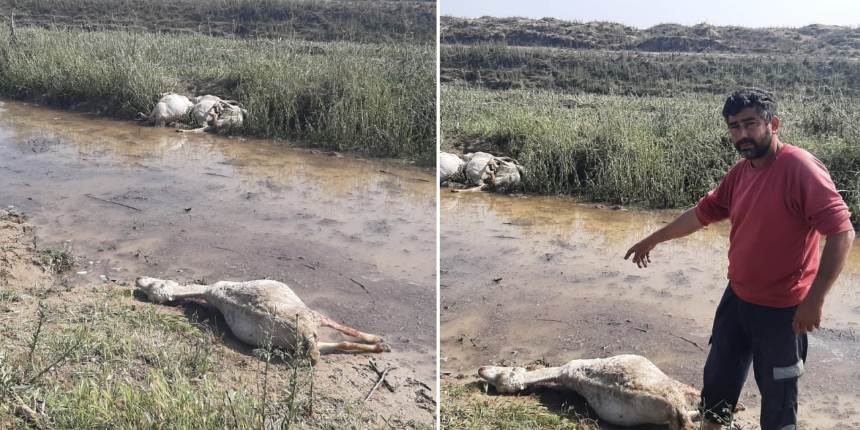 Osmaniye'de dolu felaketi: Koyunlar bir bir yere yığılıp telef oldu! Korkunç görüntüler...