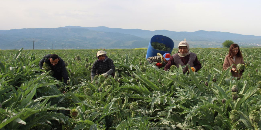 'Yeşil elmas' soyarak ayda 30 bin lira kazanıyorlar