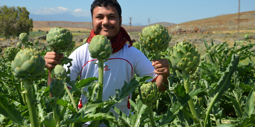 Öğretim üyesi yetiştirdi... Hatay'da ilk kez enginar üretildi