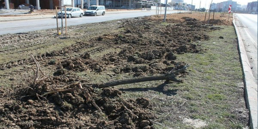 CHP'li belediye 100'den fazla ağacı söktü: 'Dekora uymuyormuş'