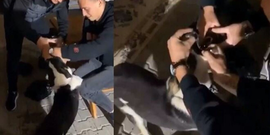 Bursa'da köpeğe alkol içiren caniler serbest bırakıldı