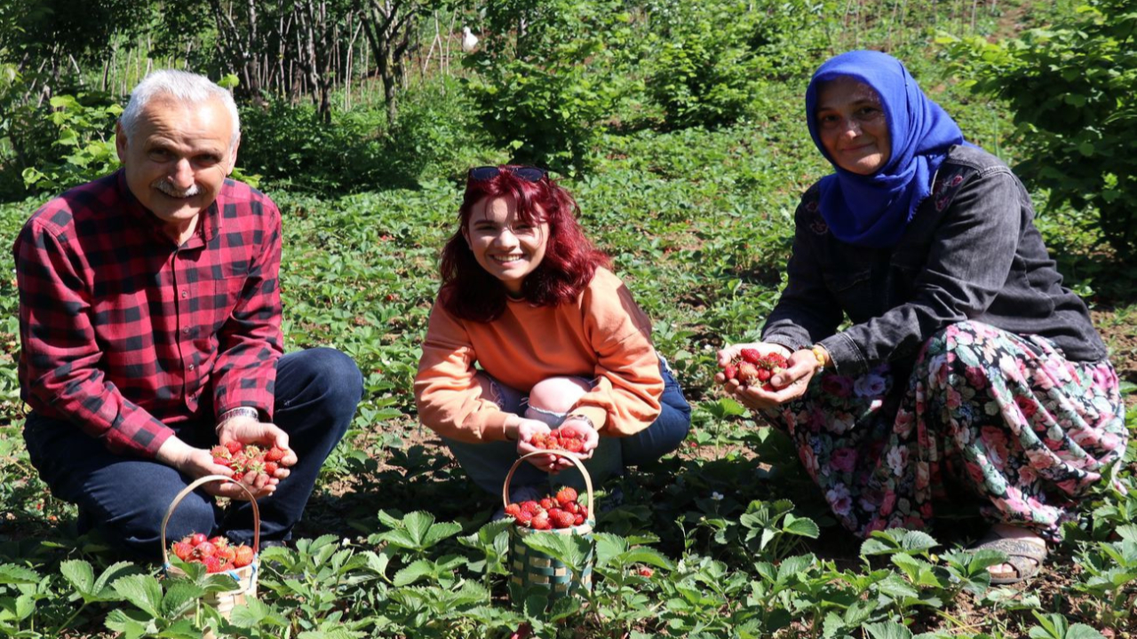 Kilosu 50 lira... Tarlada toplamadan sattılar, siparişlere yetişemiyorlar