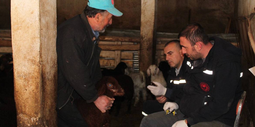 Kurban Bayramı öncesi büyükbaş hayvanlar aşılanıyor