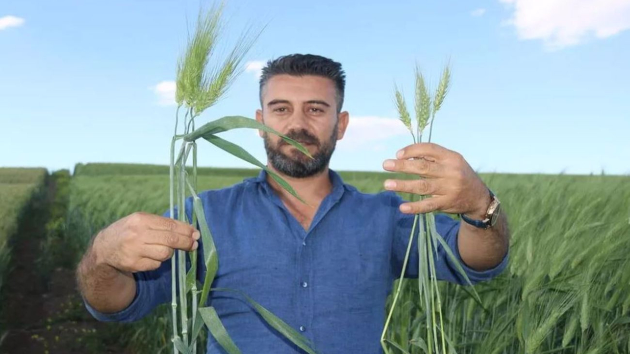 Arkeolojik kazı sırasında bulundu... Bu buğday tam 7 bin yıllık!