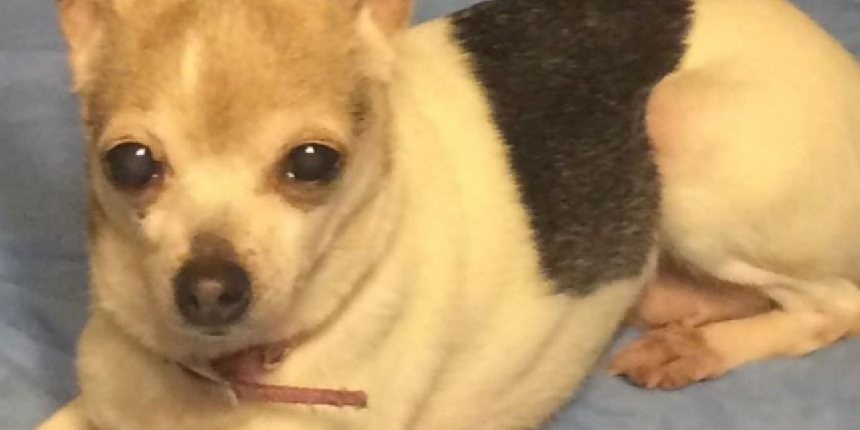 "Dünyanın en yaşlı köpeği" Pebbles, Guinness Rekorlar Kitabı’na girdi