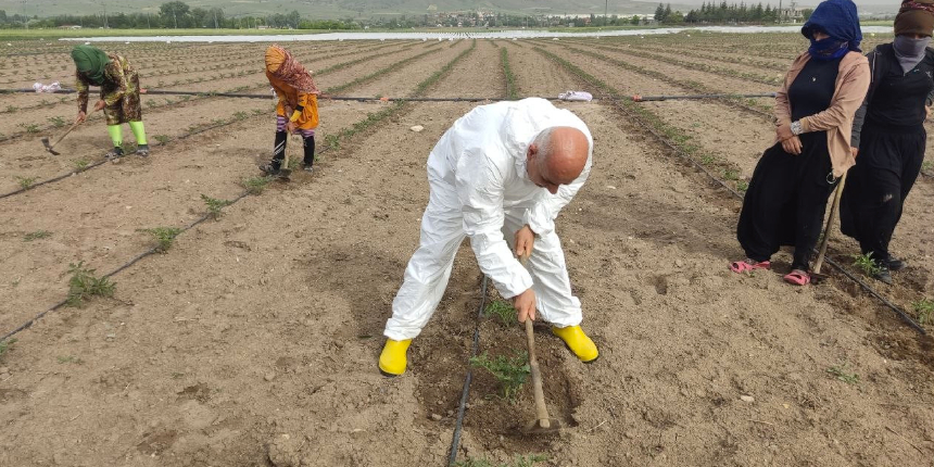 Bakan Kiriçci buğday ve domates tarlalarını gezdi, çapa yaptı