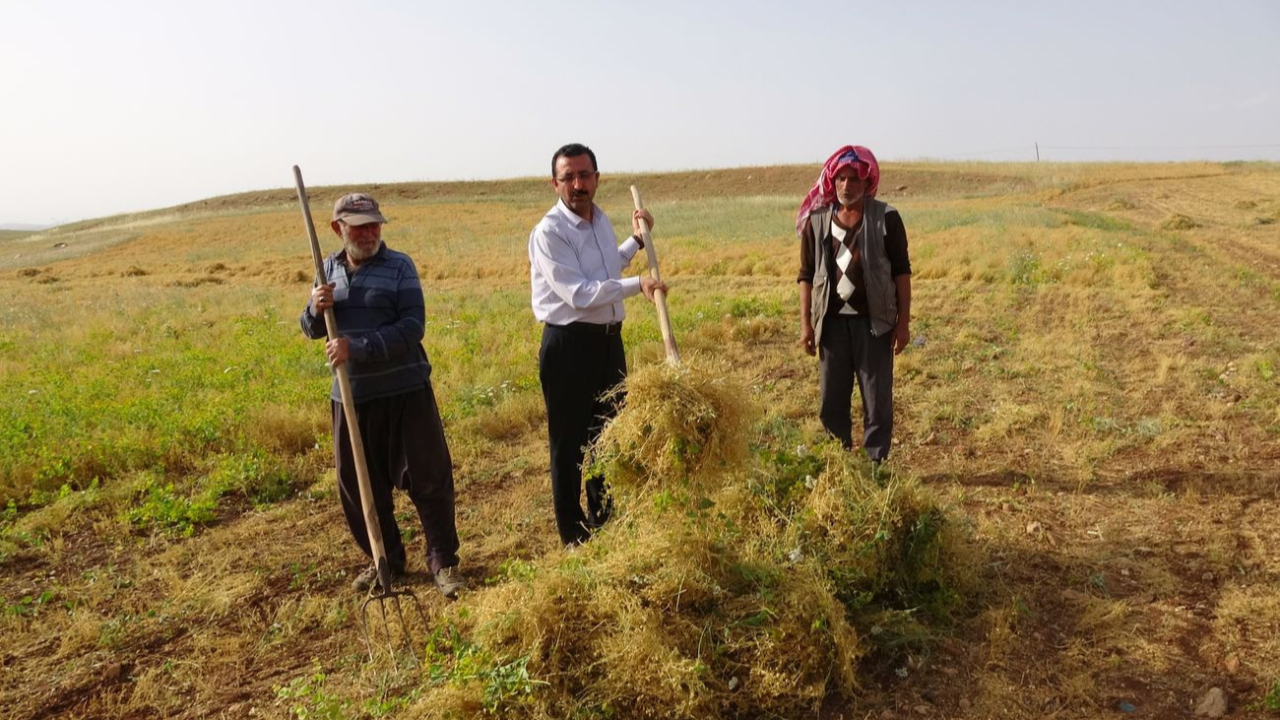 Siirt'te çiftçiler bu yıl umduğunu buldu