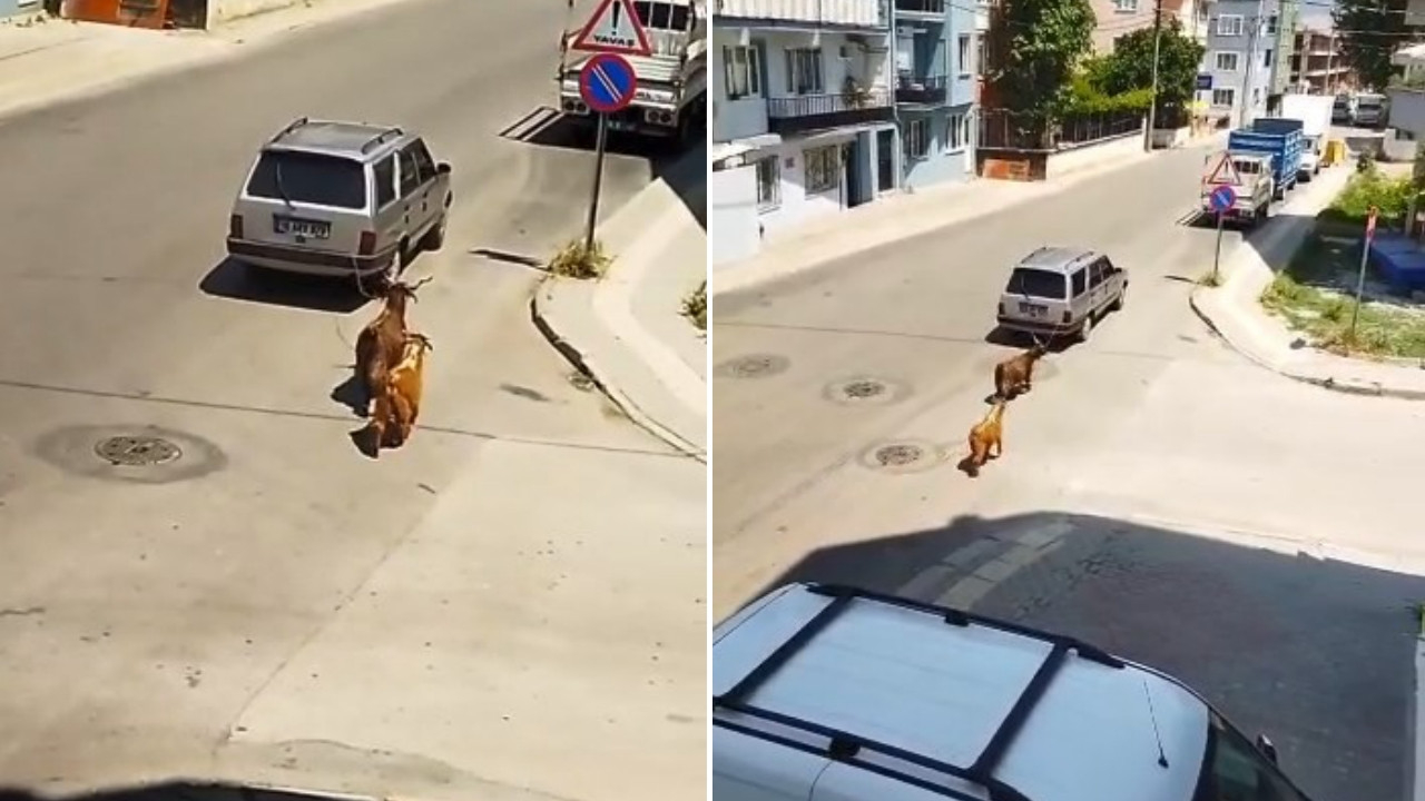 Keçileri aracının arkasına bağlayıp metrelerce sürükledi! Bursa'da tepki çeken görüntü...