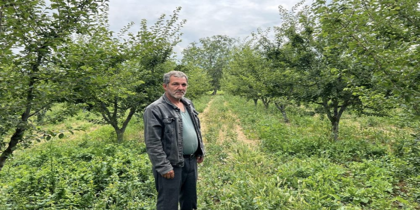 160 ağaç erik çalındı, çiftçi şok oldu: 'İşçilik güzel, kendisi ile çay içmek istiyorum'