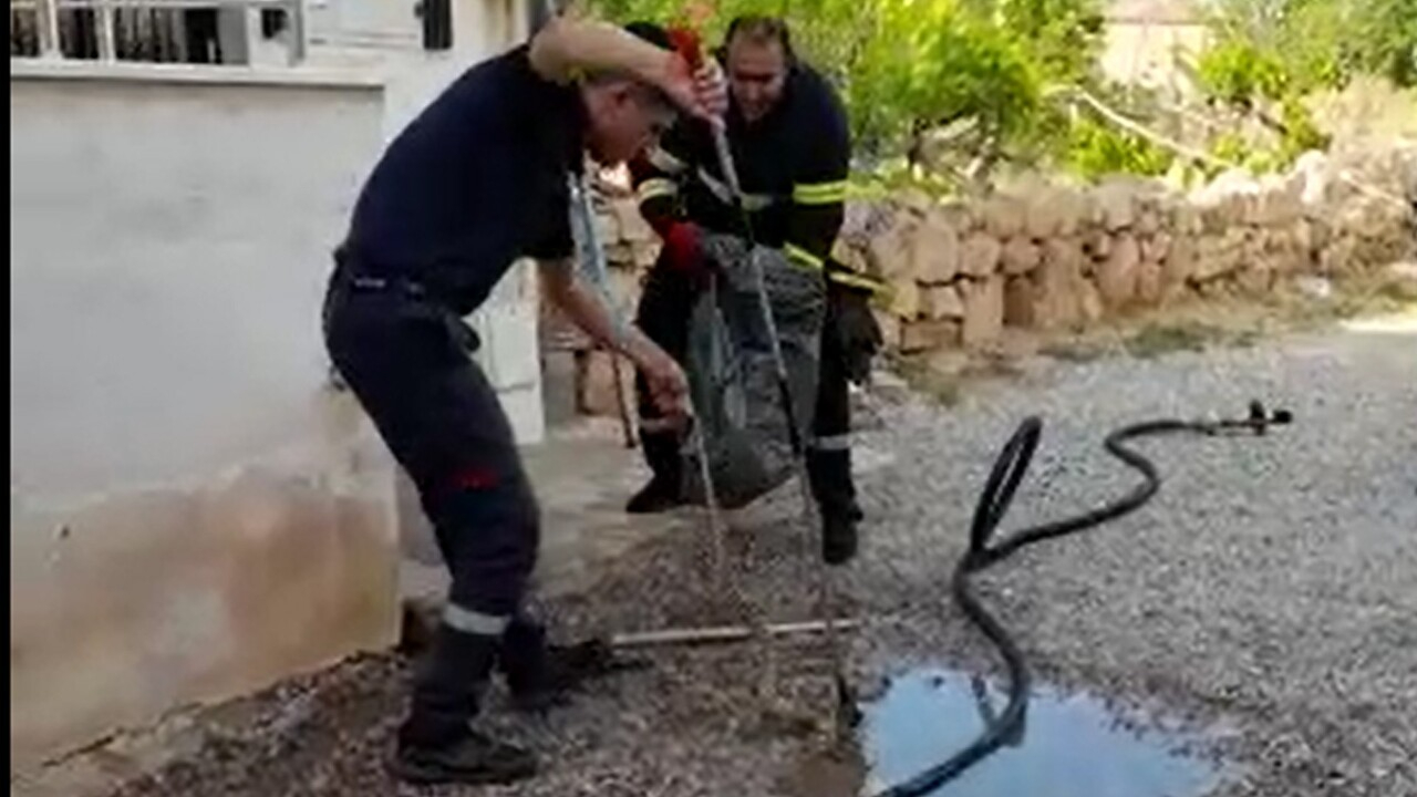 2 metrelik yılan paniği! Aparatla çıkartılarak doğaya bırakıldı