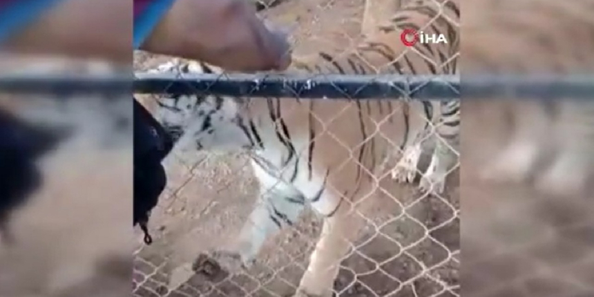 Meksika'da bakıcısı olduğu kaplanın saldırısına uğrayan kişi öldü!