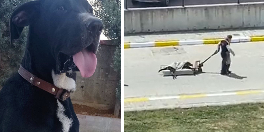 Köpekleriyle kavga etti diye karşı firmanın köpeğini döve döve öldürdüler