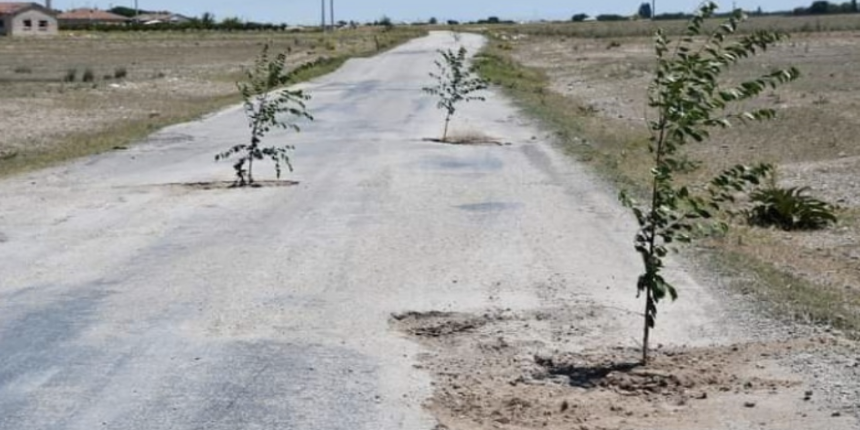 Aksaray’da ilginç protesto! Bozuk yoldaki çukurlara ağaç diktiler