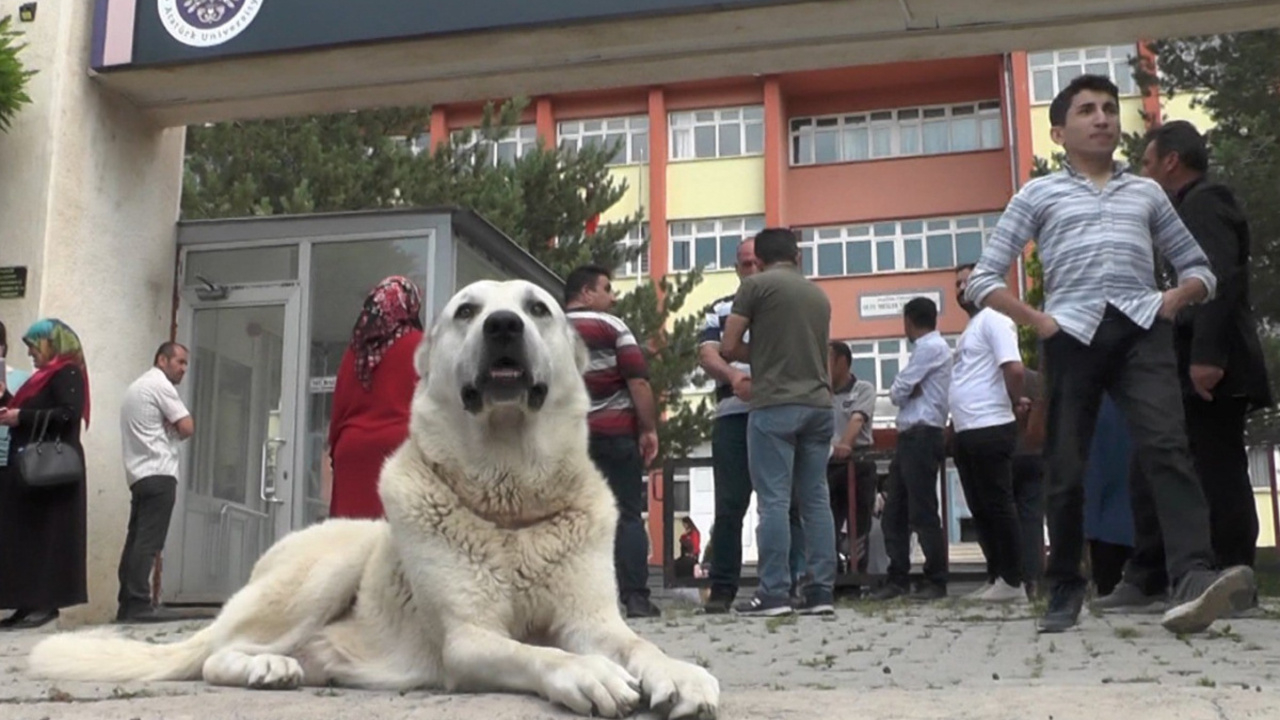 En iyi dost! Kangal köpeği sınava giren sahibini okulun kapısında bekledi