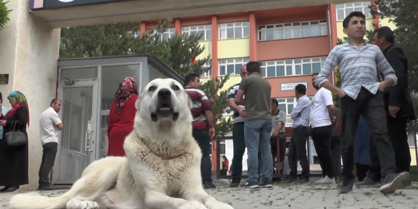 En iyi dost! Kangal köpeği sınava giren sahibini okulun kapısında bekledi