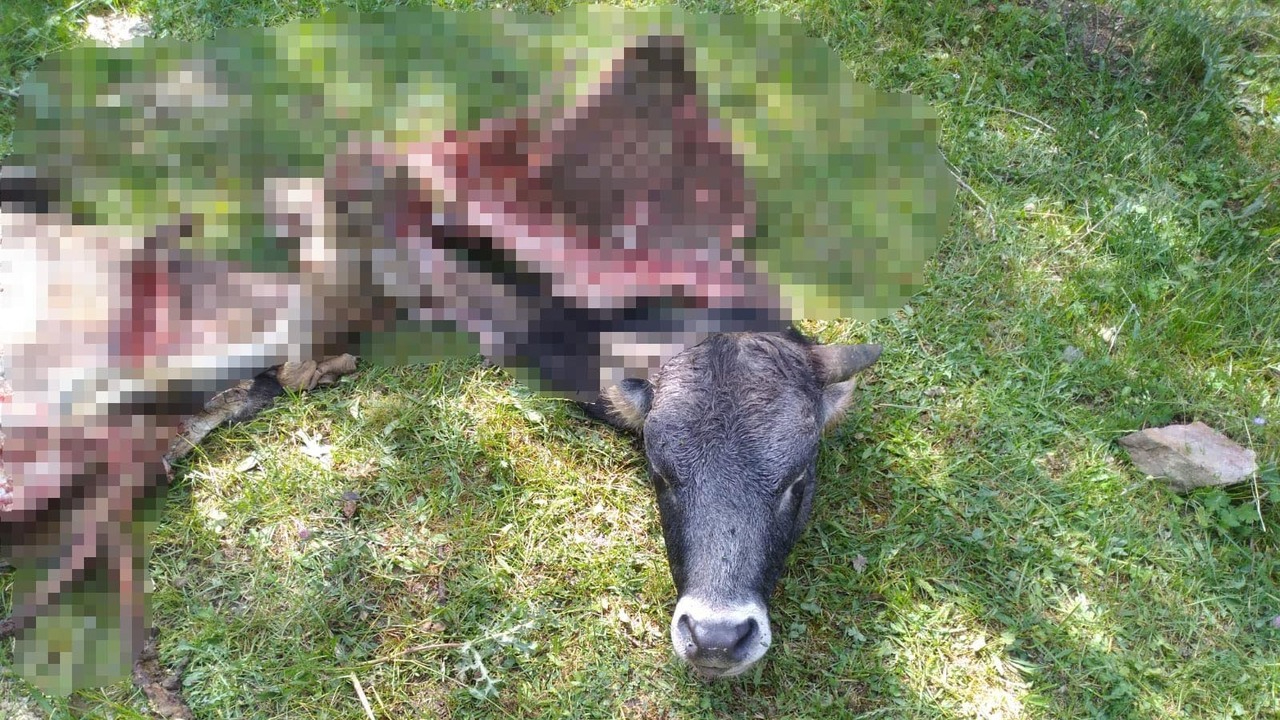 Kurbanlık için almıştı! Kayıp dana kurtlar tarafından parçalamış halde bulundu