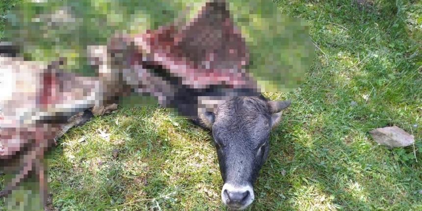 Kurbanlık için almıştı! Kayıp dana kurtlar tarafından parçalamış halde bulundu