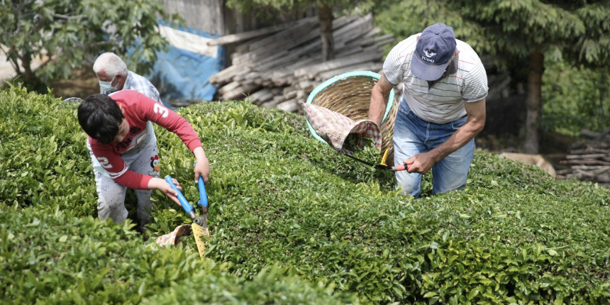 Çay üreticileri merakla bekliyordu... Çay yasası Meclis'e geldi