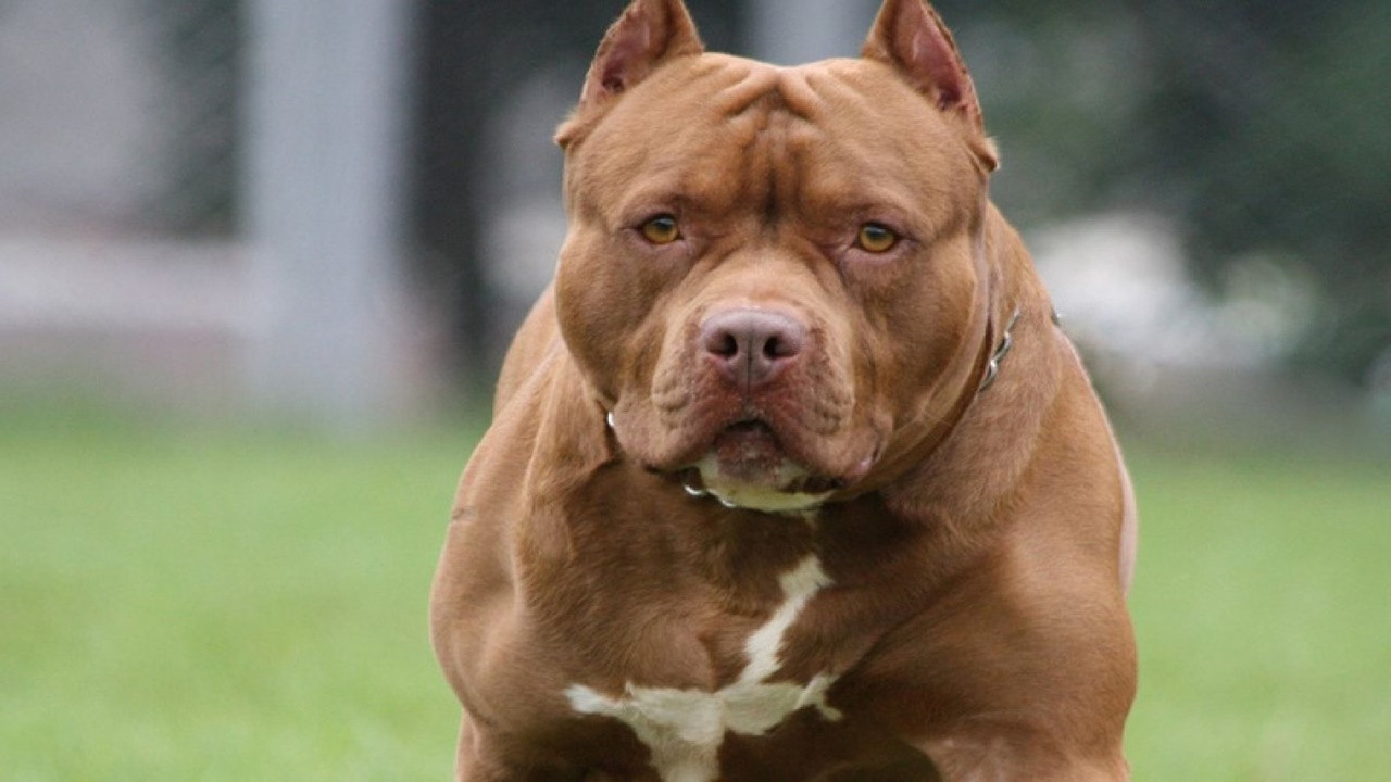 Yasaklanan Köpek Irkları Kurultayından psikolojik test zorunluluğu önerisi çıktı!