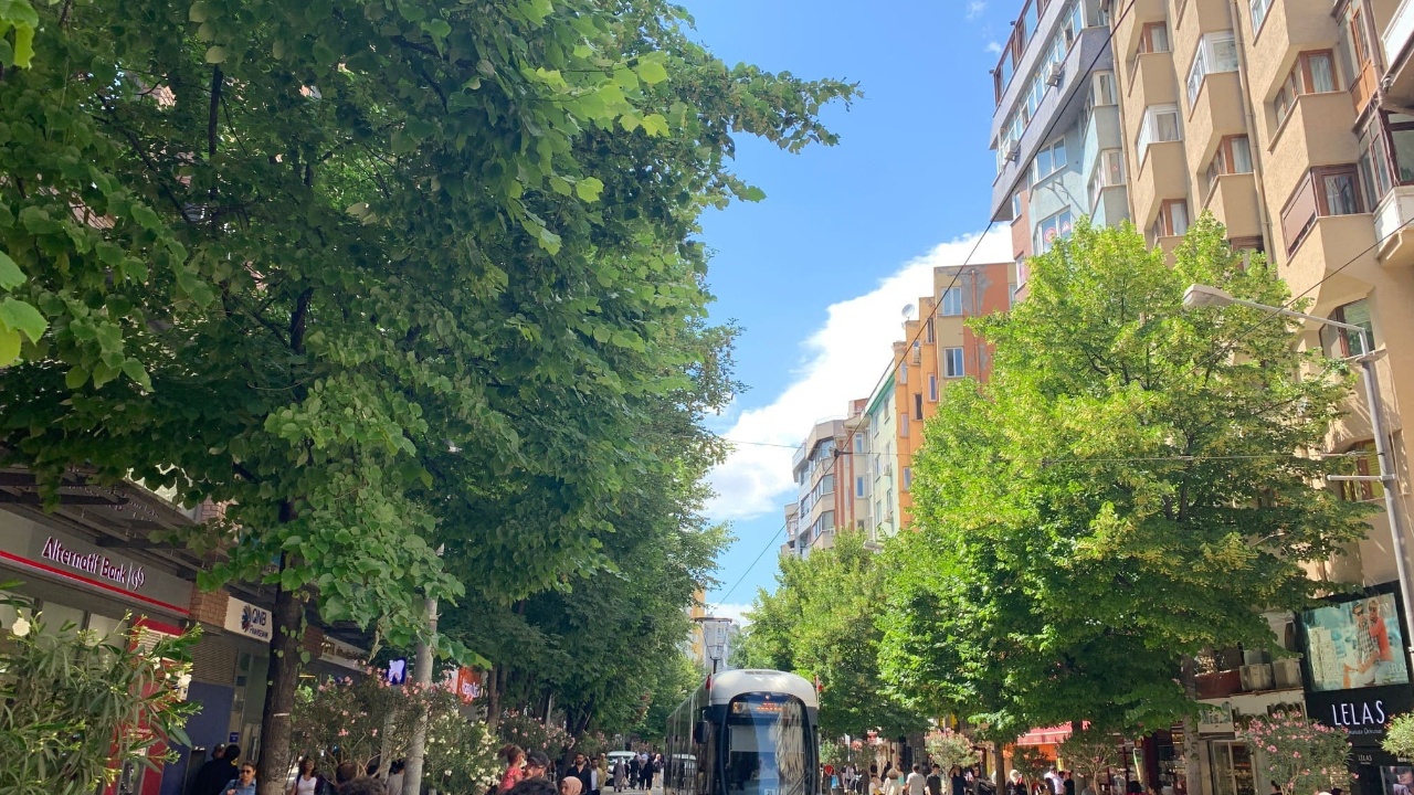 Eskişehir'i mest eden koku: Ihlamur Ağaçları