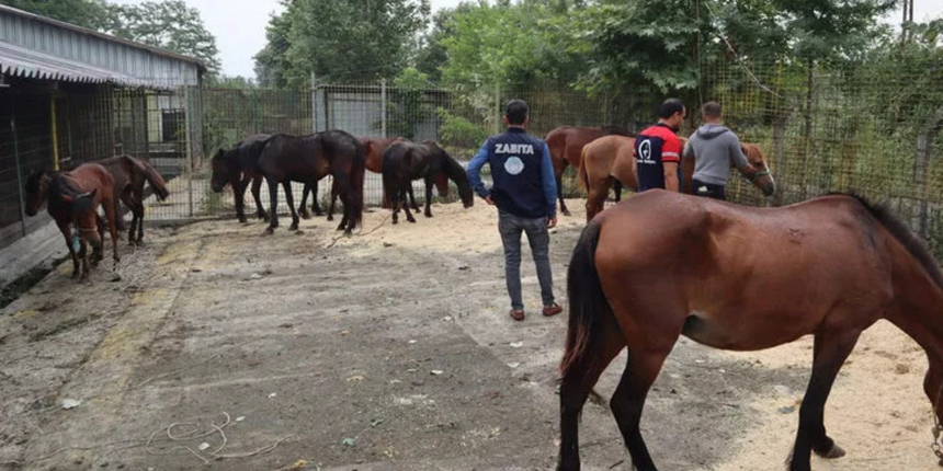 Düzce'de rezalet! İnsanlara at eti yedireceklerdi, suçüstü yakalandılar