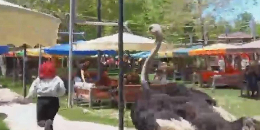Bu görüntüler Aksaray'dan geldi... Bir kadını deve kuşu kovaladı