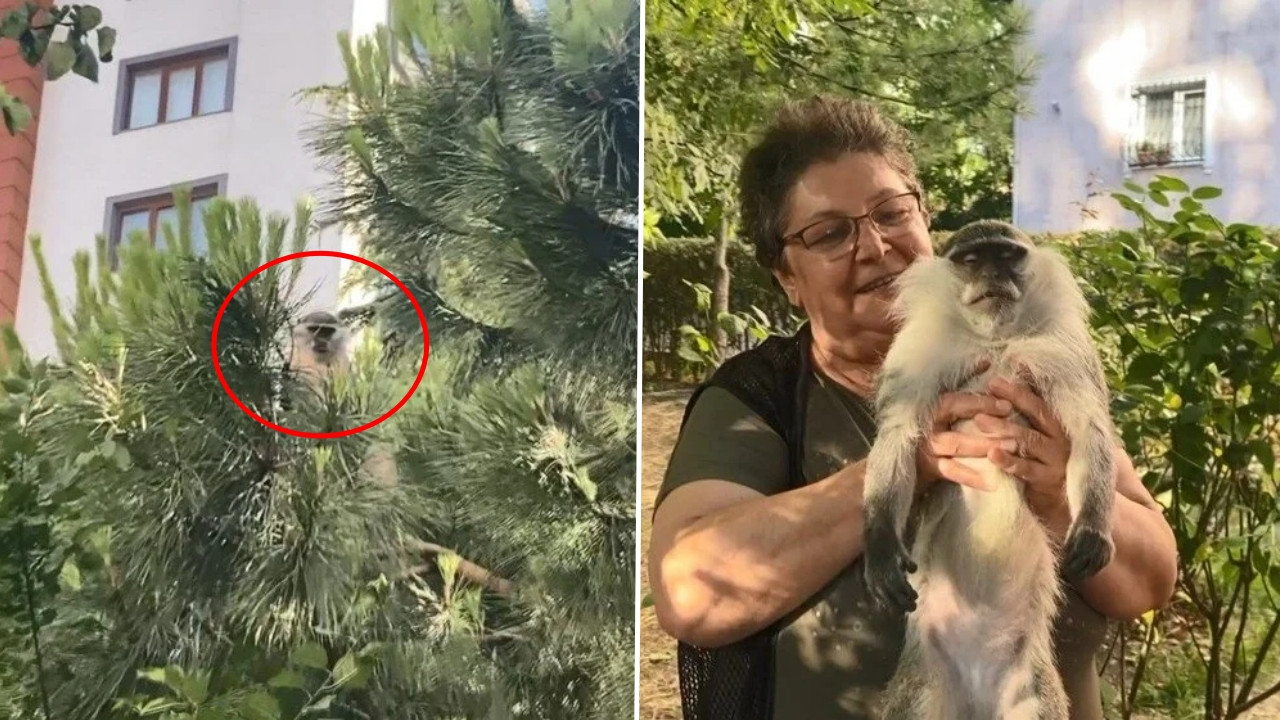 Bağcılar'da maymun şaşkınlığı: 'Gel kızım gel' diyerek muz uzattılar!