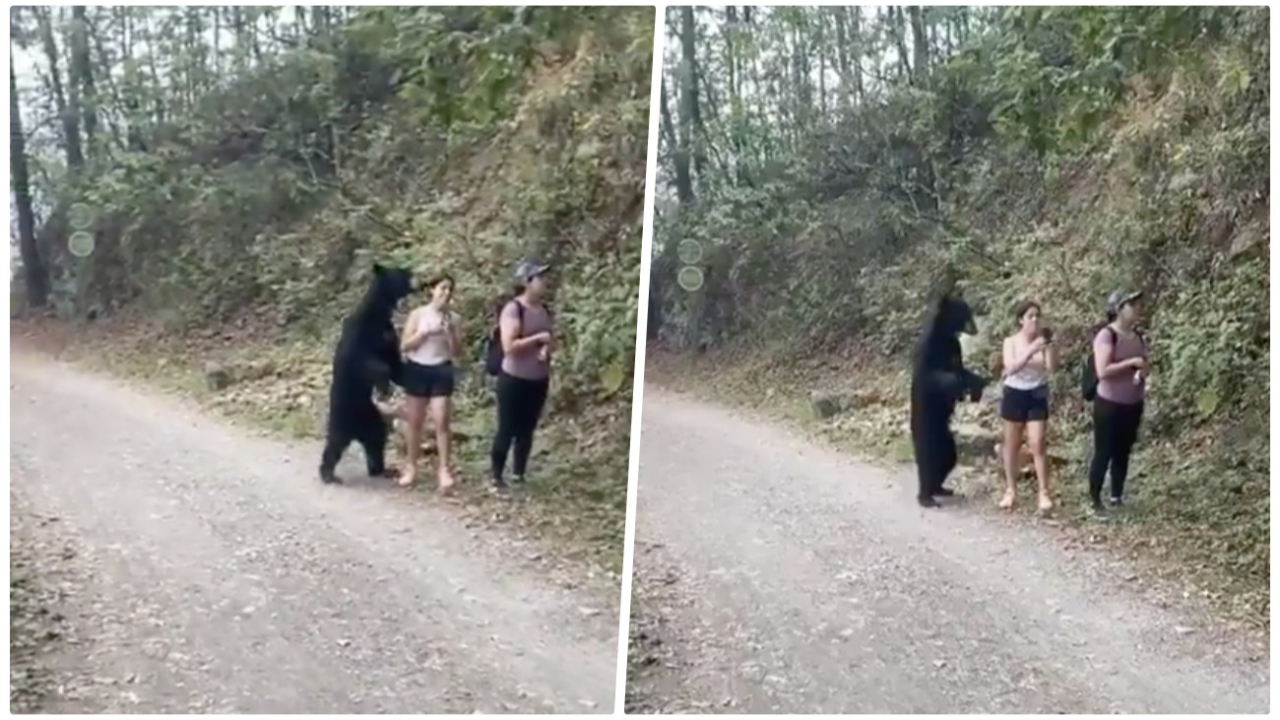 Yürüyüş sırasında karşılarına ayı çıktı! Genç kadınlar saldırıdan böyle kurtuldu...