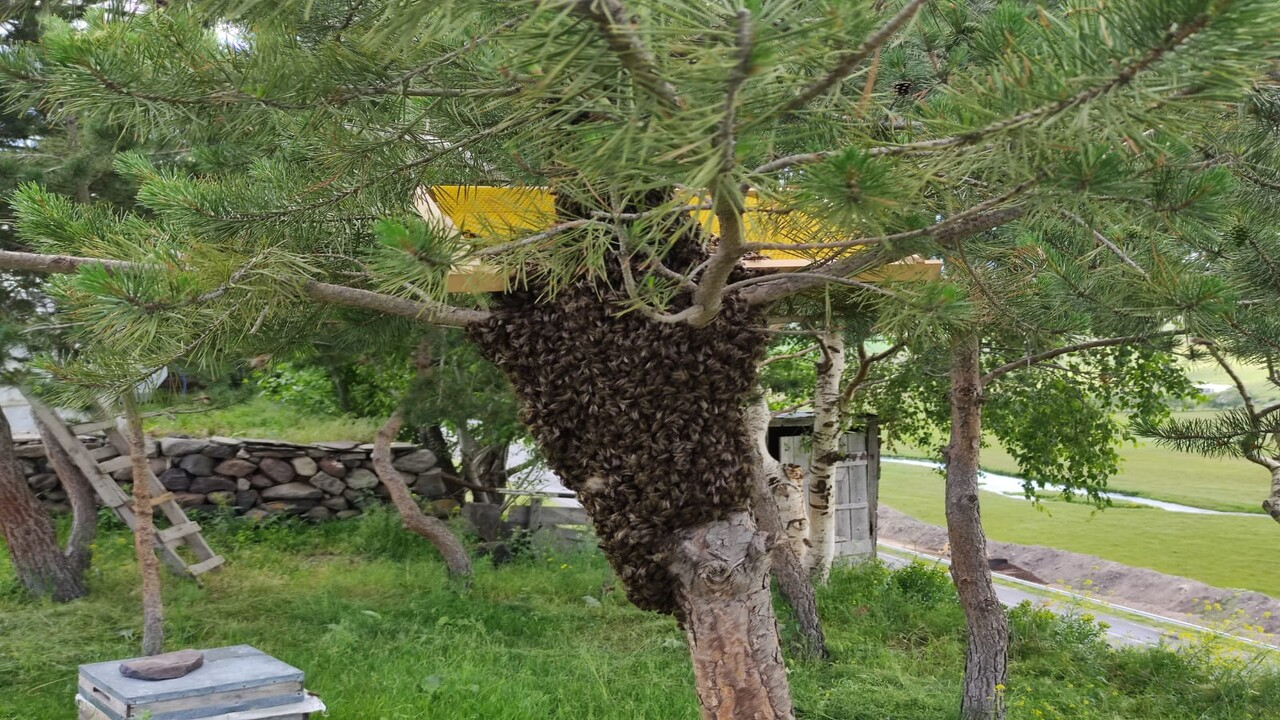 Arı kolonileri çam ağacını sardı