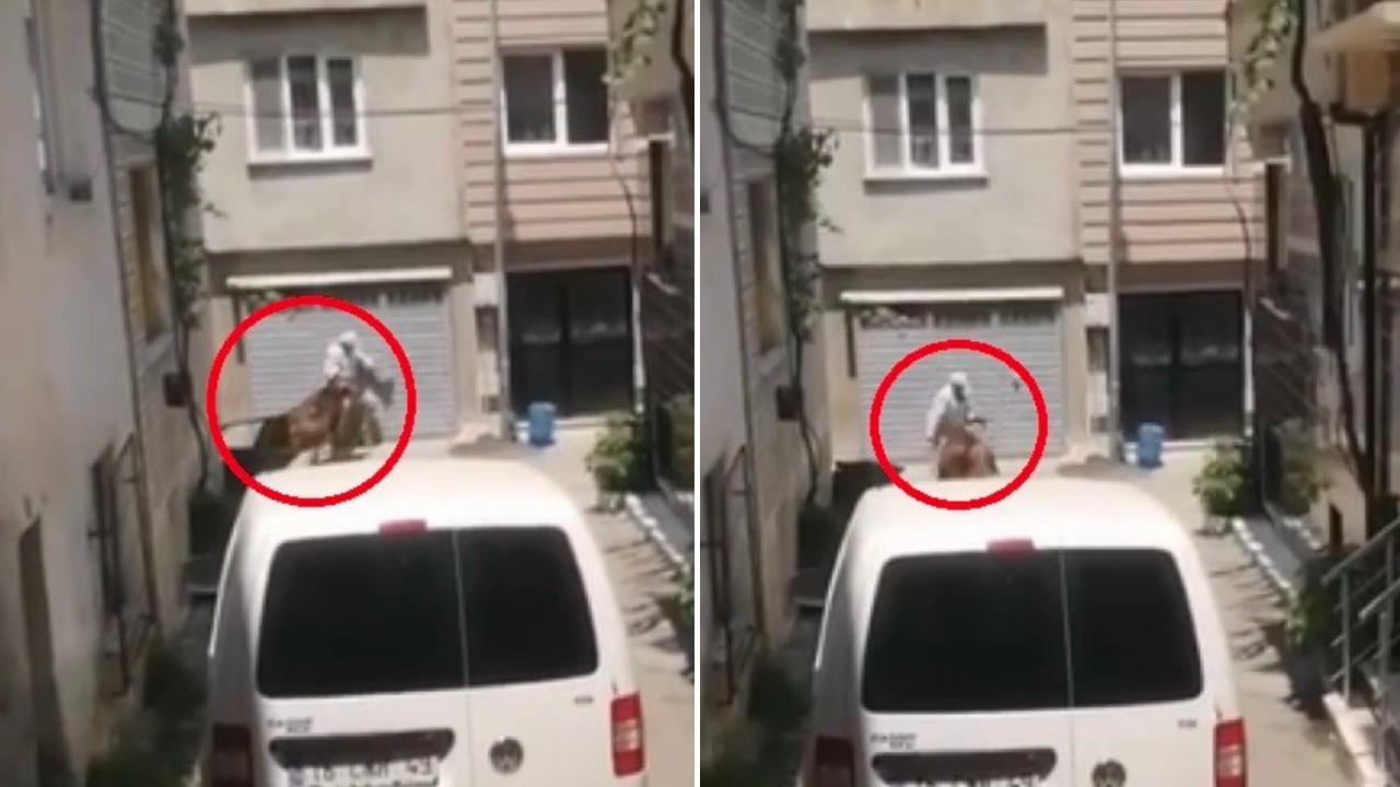 Kaçan kurbanlıklar vatandaşlara zor anlar yaşattı! İlginç yöntem kamerada...