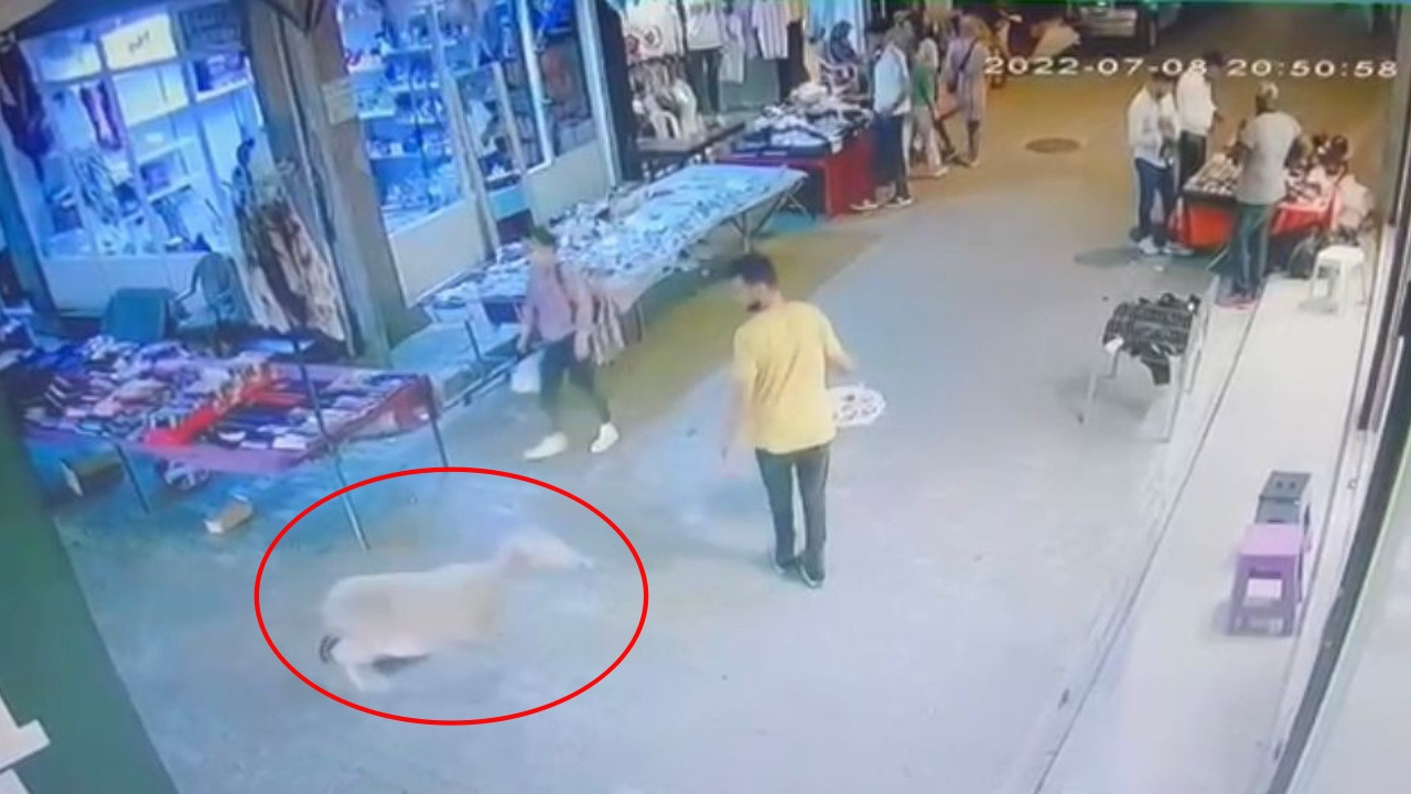 Kurbanlık koyun mağazaya girdi! "Neye uğradığımızı şaşırdık"