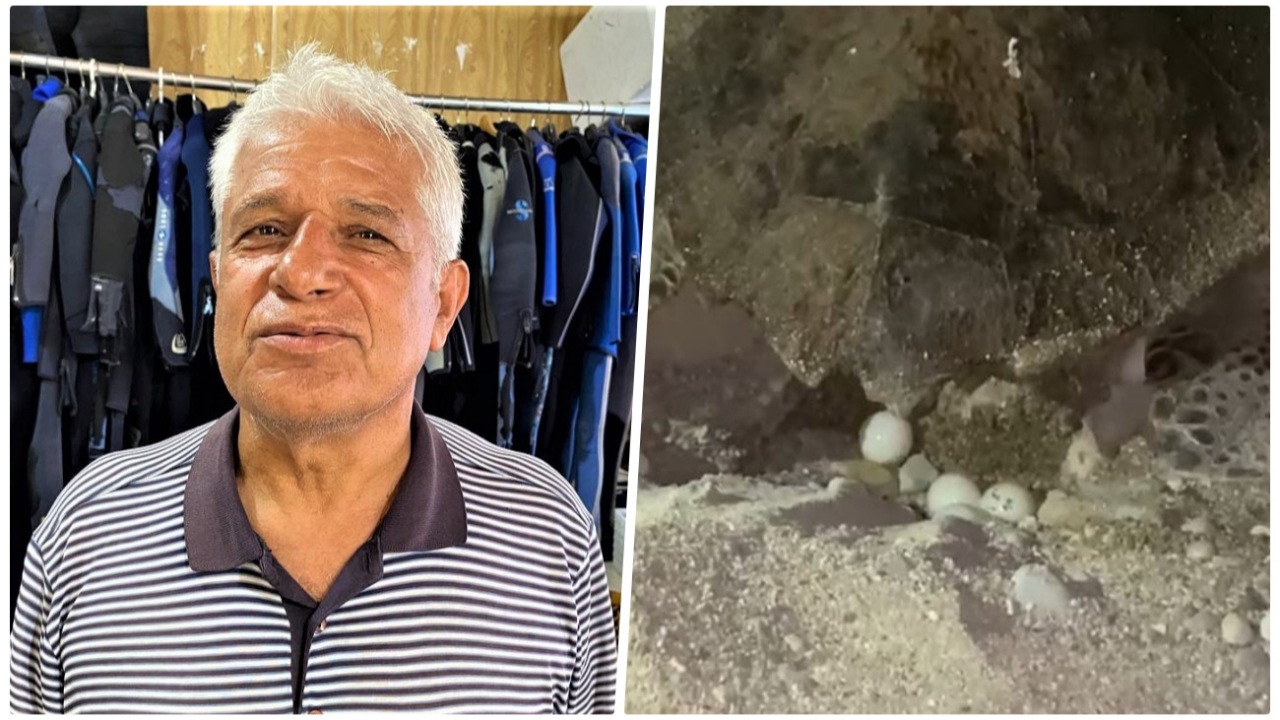 Prof. Dr. Mehmet Gökoğlu, caretta carettanın yumurtlama anının görüntülenmesine tepki gösterdi