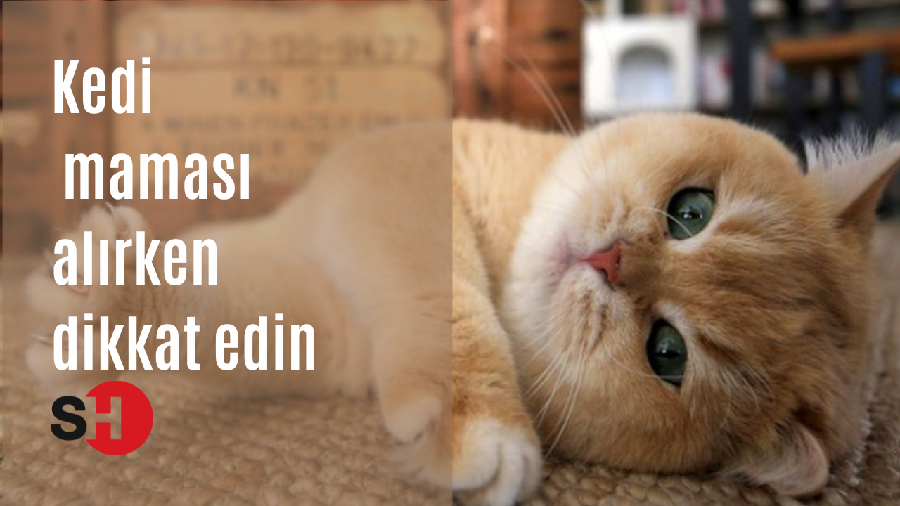 Kedi maması alırken dikkat edin! Bazı kedi mamalarında zehirli madde tespit edildi
