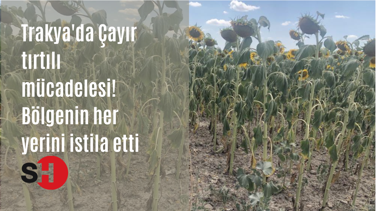 Trakya'da Çayır tırtılı mücadelesi! Bölgenin her yerini istila etti