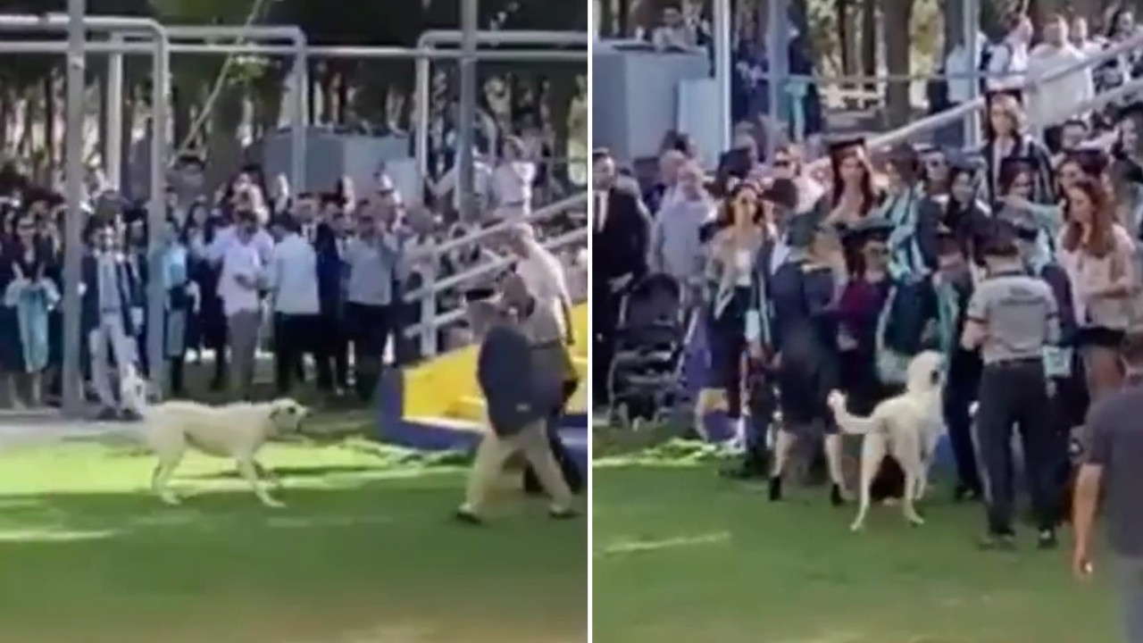 Ege Üniversitesi mezuniyet töreninde 'başıboş köpek' saldırısı: Korku dolu anlar kamerada...
