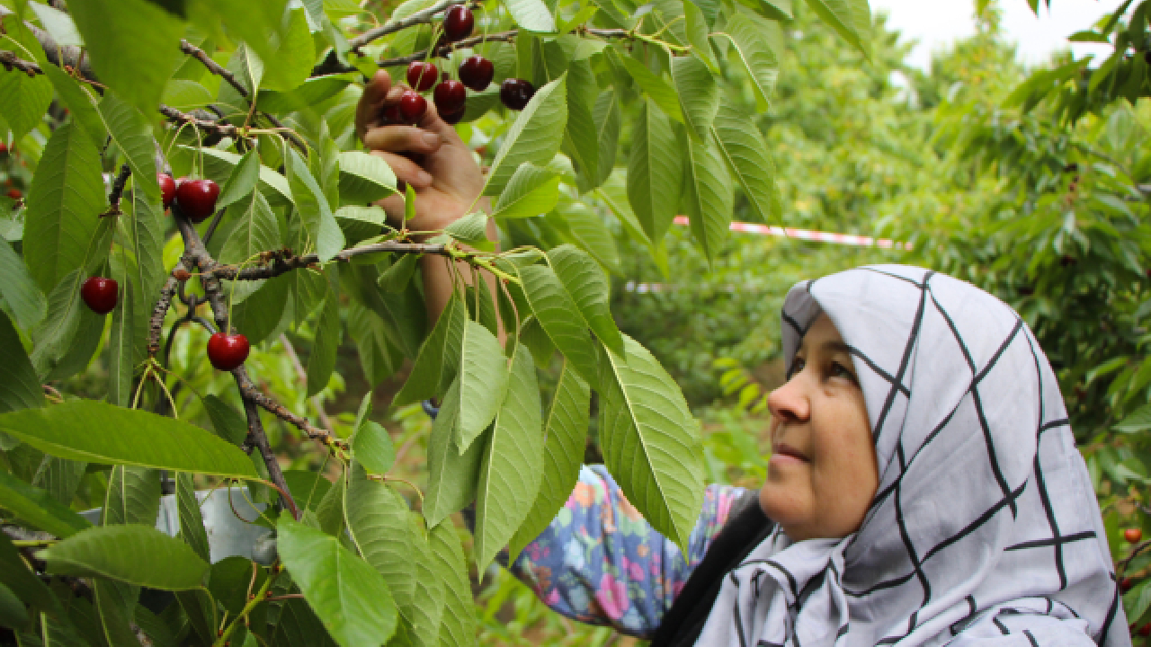 Amasya kirazı coğrafi işaretle tescillendi